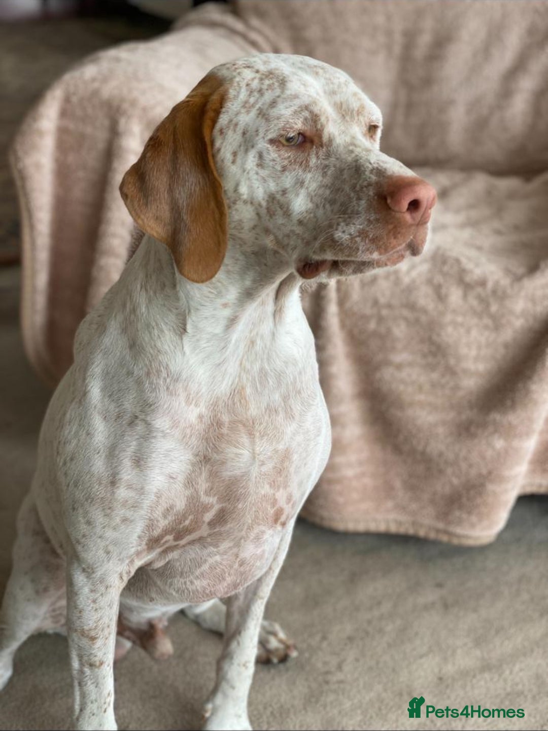 Pointer dogs for sale: French Pointer - Braque du Bourbonnais 🇫🇷  - Image 24