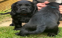 Sprocker dogs for sale: Cocker spaniel pups  - Image 11