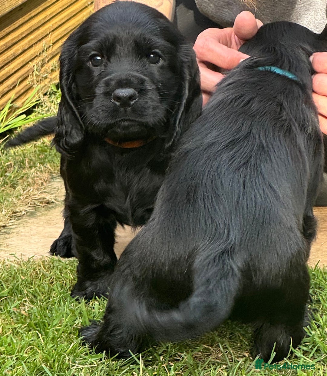 Sprocker dogs for sale: Cocker spaniel pups  - Image 11