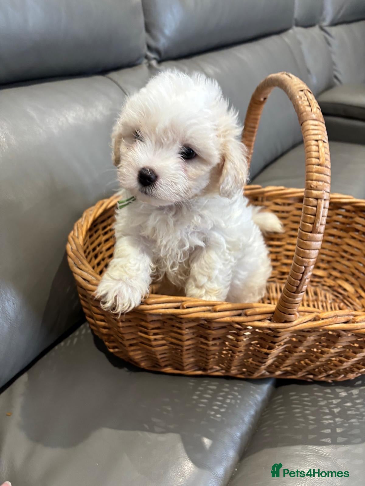 Maltipoo dogs Stunning Maltipoo ready to leave for loving home  - Advert 1