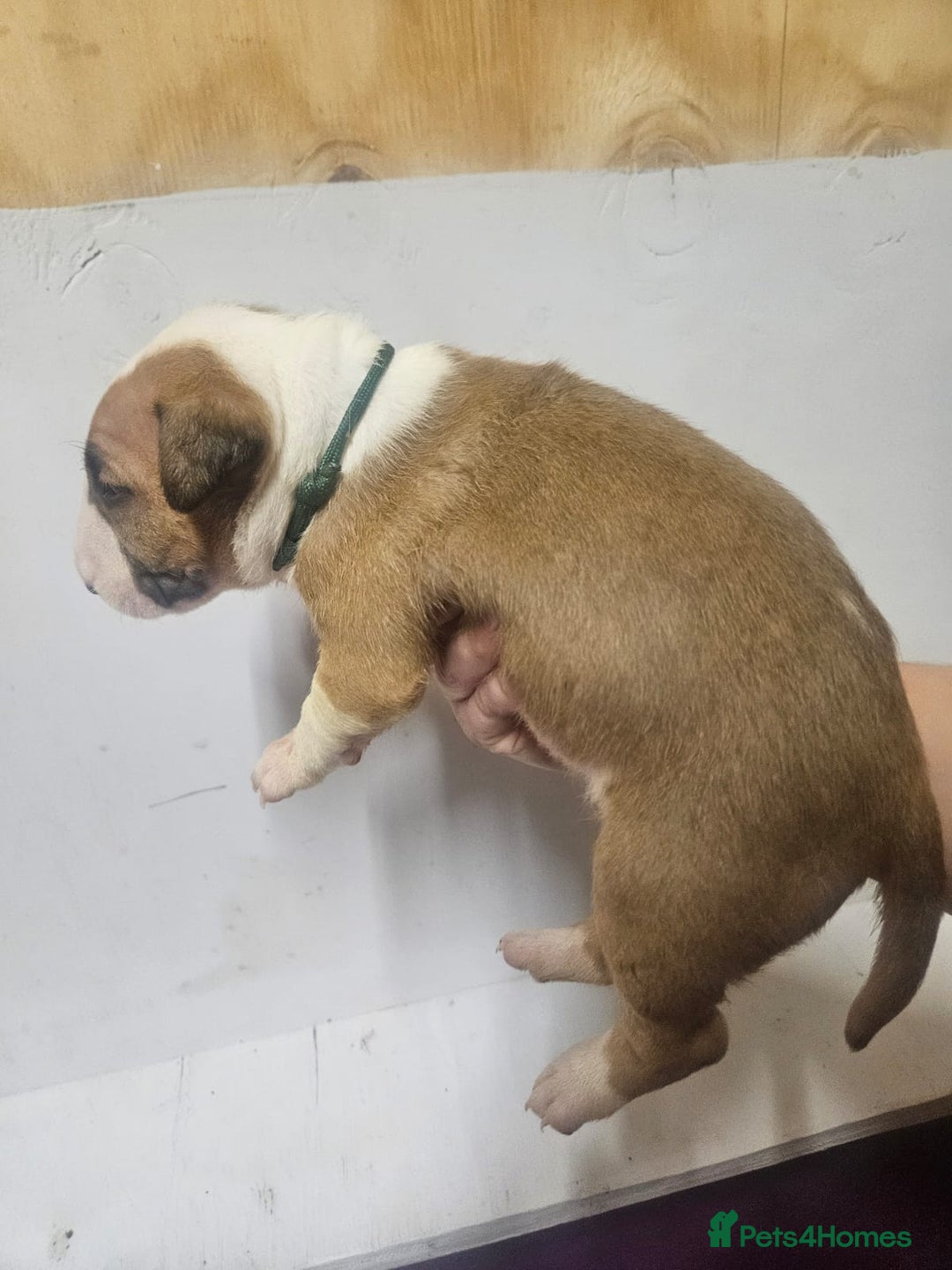 English Bull Terrier dogs for sale: Top Quality English bull terriers! - Advert 10