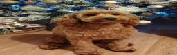 Cavapoo dogs for sale: F1B Cavapoo in Wakefield - Advert 1
