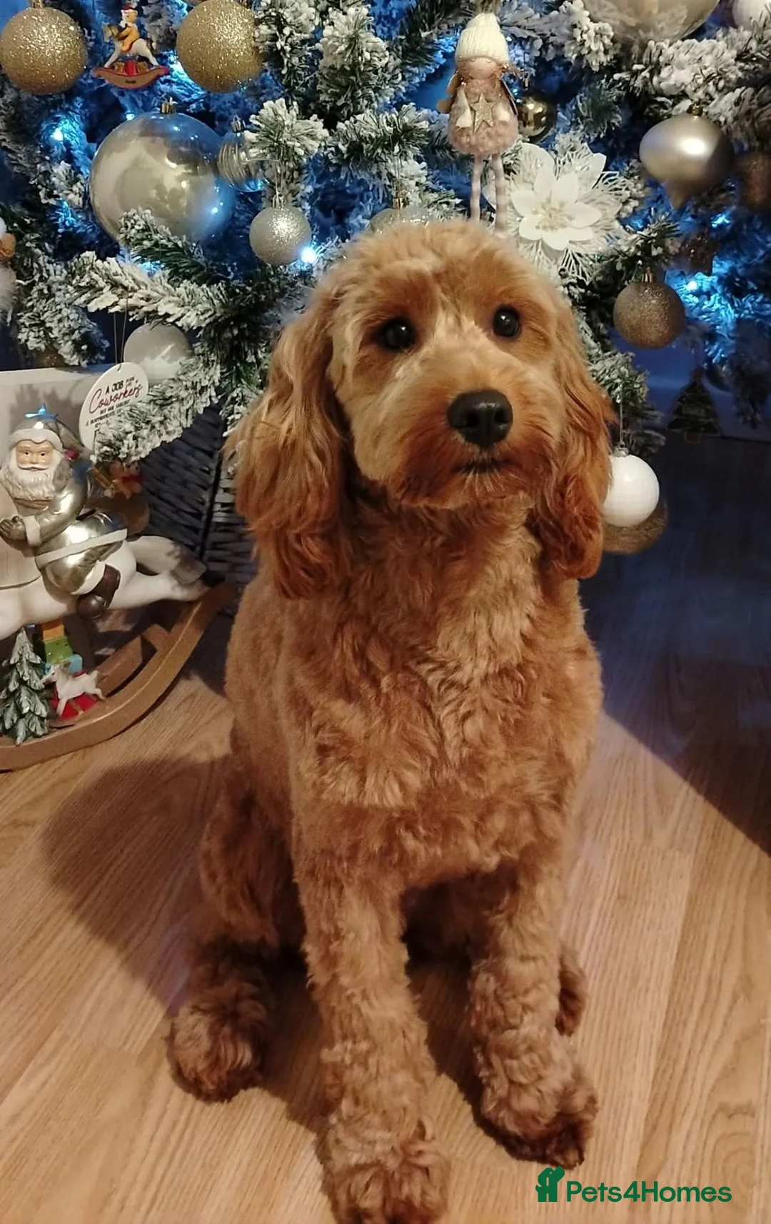 Cavapoo dogs for sale: F1B Cavapoo in Wakefield - Advert 1