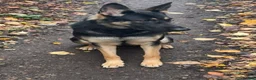 Mixed Breed birds for sale: German Shepherd - Advert 3