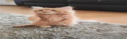 Mixed Breed cats for sale: Two fluffy ginger kittens left - Advert 14