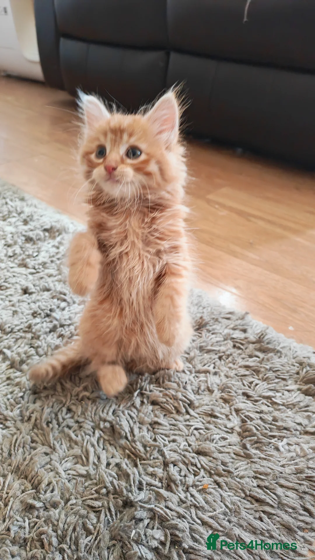Mixed Breed cats for sale: Two fluffy ginger kittens left - Advert 14