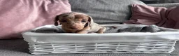 Miniature Dachshund dogs for sale: Miniature dachshunds  - Advert 4