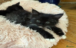 Mixed Breed cats for sale: Tuxedo X Bengal x Norwegian Forest X Scottish Fold - Image 3
