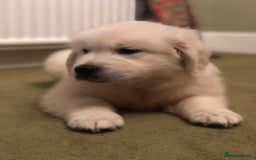 Golden Retriever dogs for sale: Chunky Golden Retriever pups with cream coats - Image 17