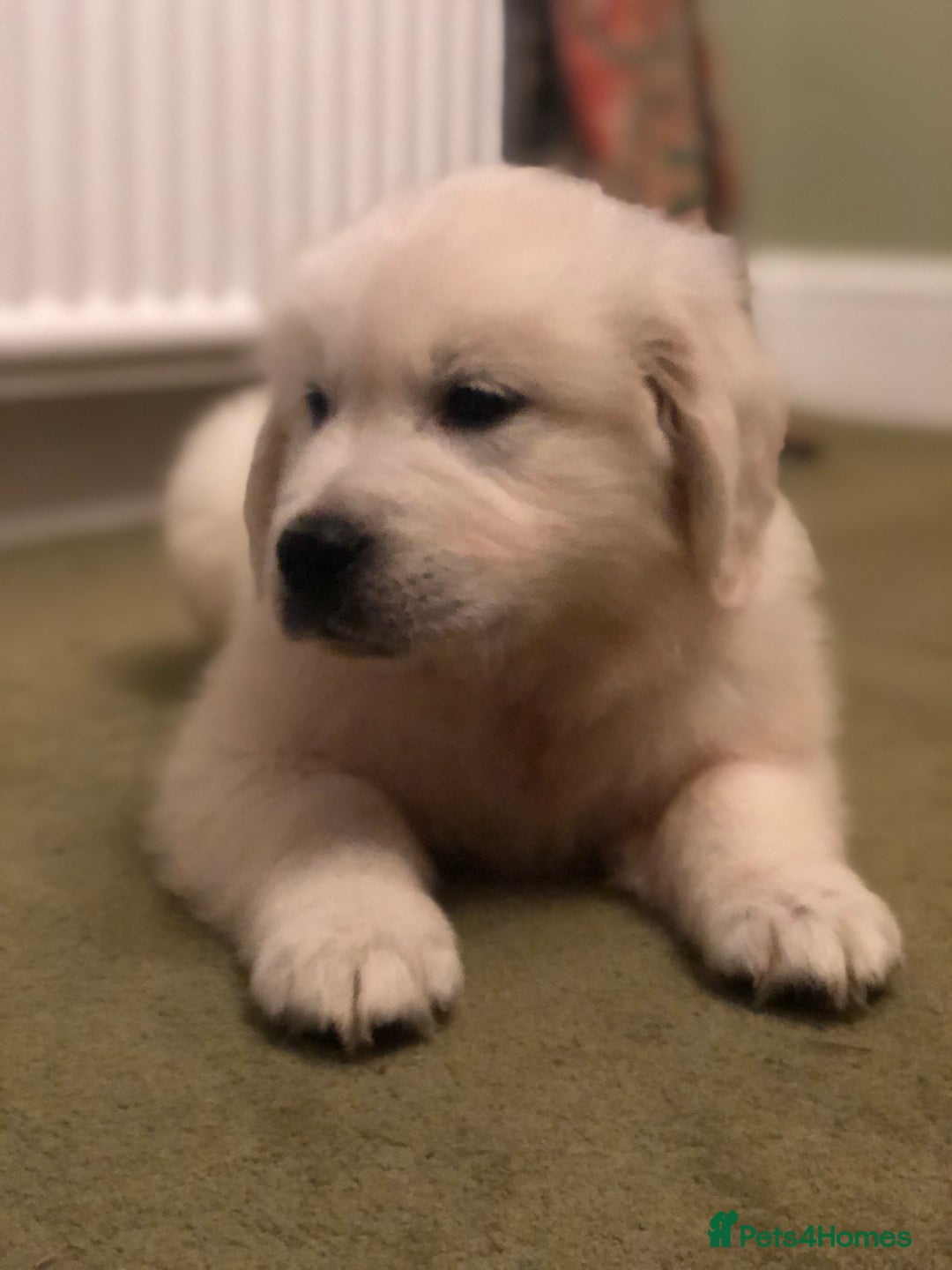 Golden Retriever dogs for sale: Chunky Golden Retriever pups with cream coats - Image 17