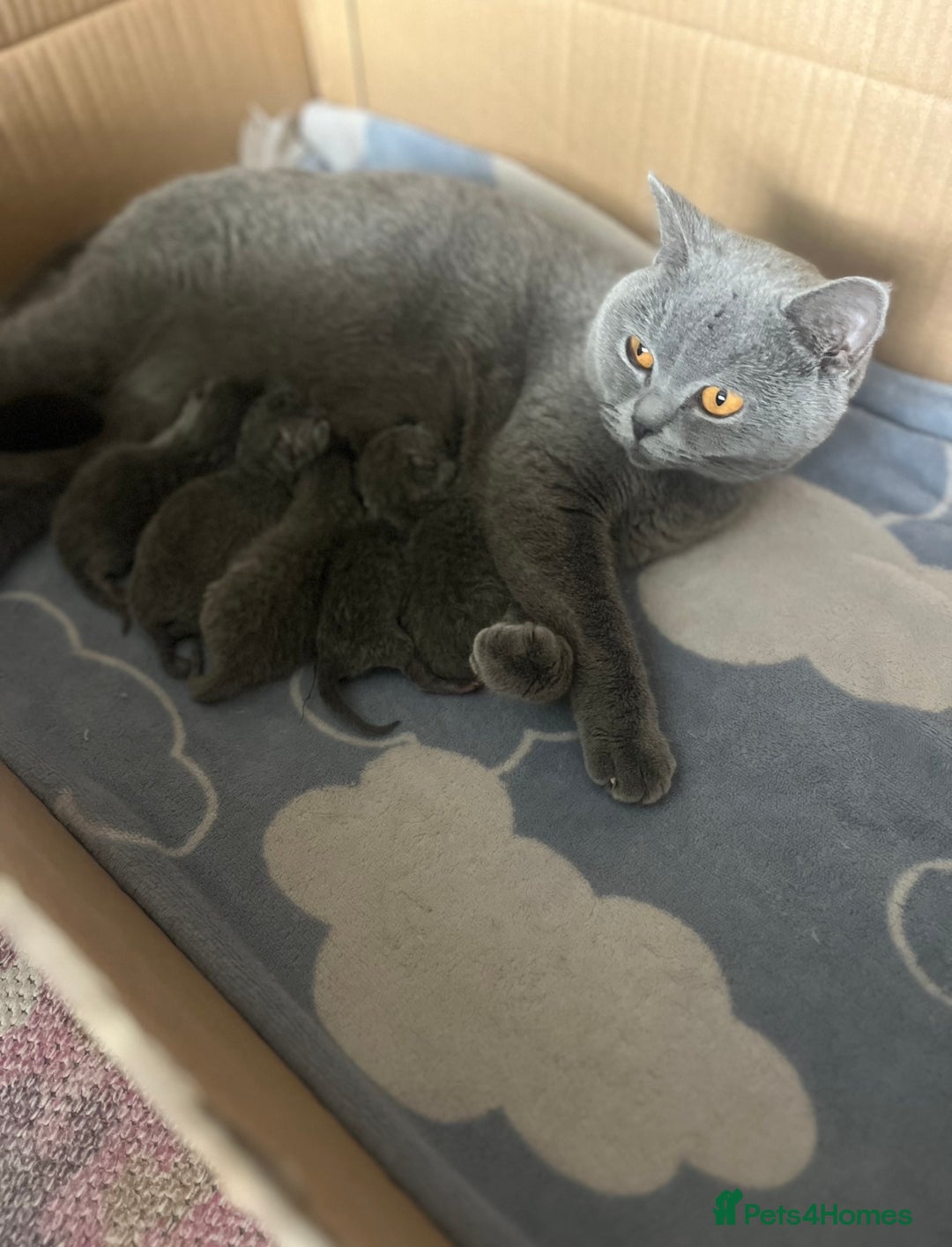 British Shorthair cats for sale: Beautiful British shorthair kittens 🐱 🥰 - Advert 32