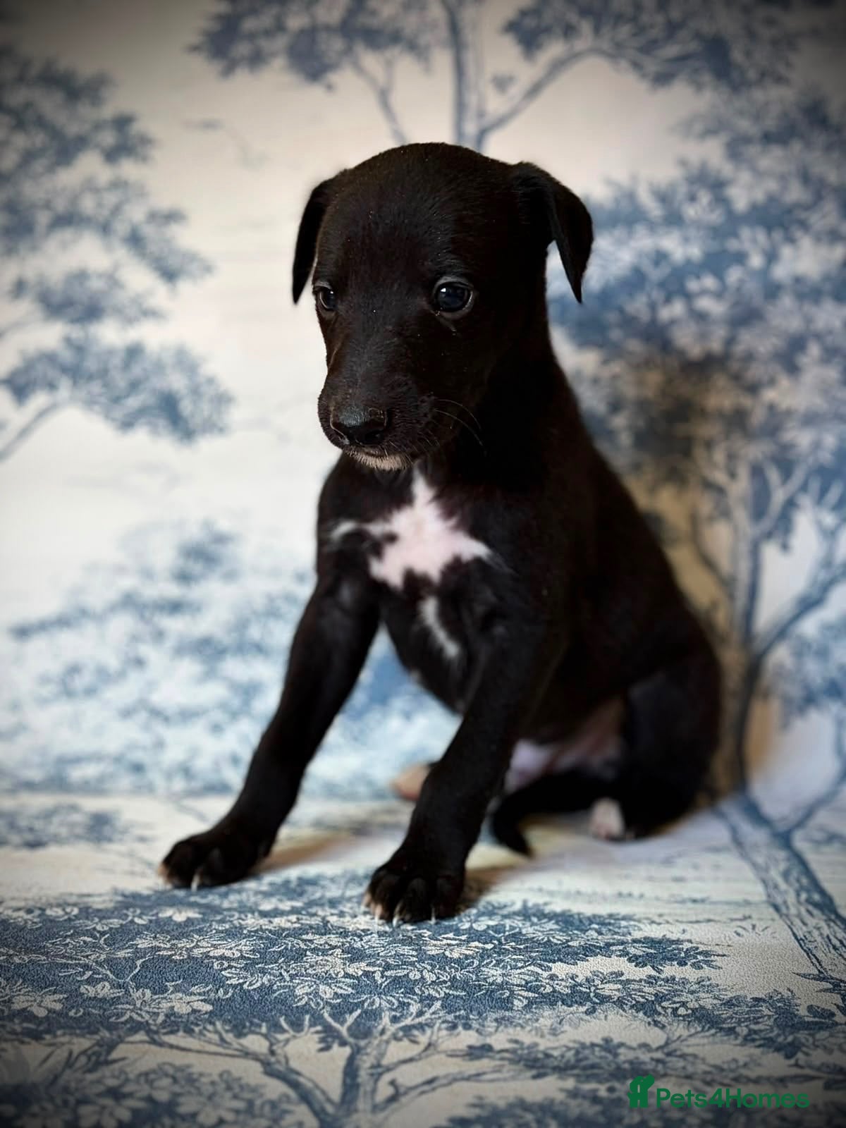 Mixed Breed dogs for sale: 1 Boy left Bedlington whippet puppies  - Advert 9