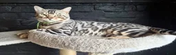 Bengal cats for sale: Pure TICA Bengals Available Now 🤍 - Advert 15