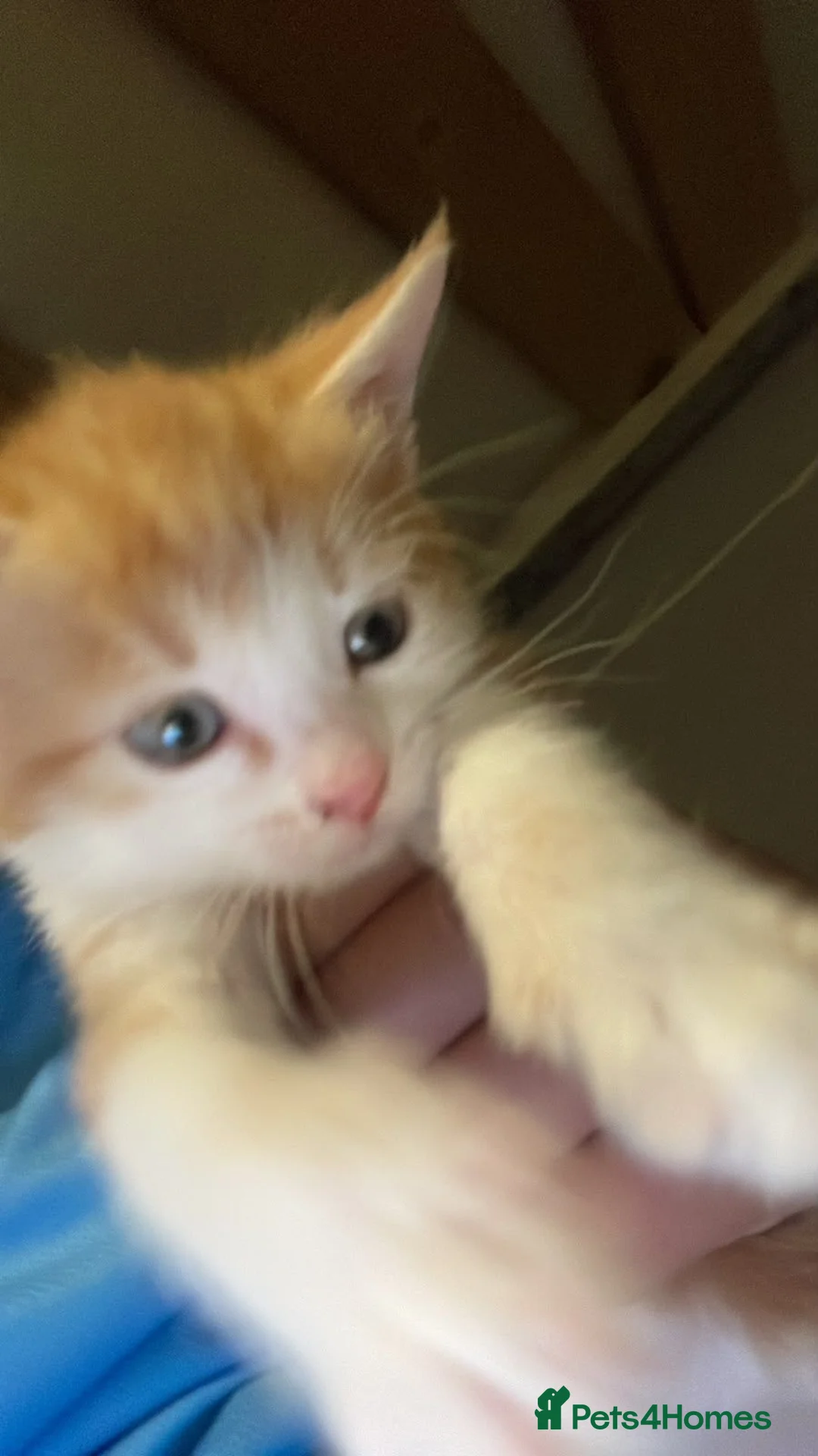 British Shorthair cats for sale: Ginger kitten in Birmingham - Advert 4