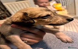 Mixed Breed dogs for sale: 10 Bedlington Whippet Puppies - 6 DOGS 4 BITCHES - Image 12