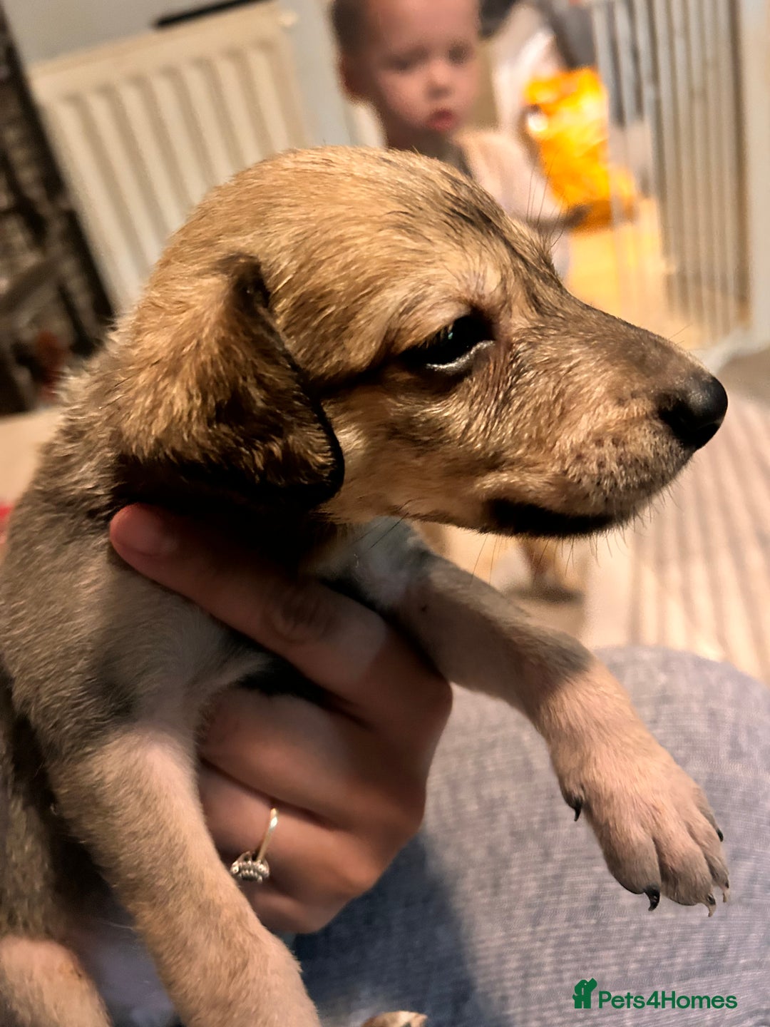 Mixed Breed dogs for sale: 10 Bedlington Whippet Puppies - 6 DOGS 4 BITCHES - Image 12