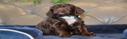 Cocker Spaniel dogs for sale: Kc Reg Health Tested Cocker Spaniel Puppies - Advert 26