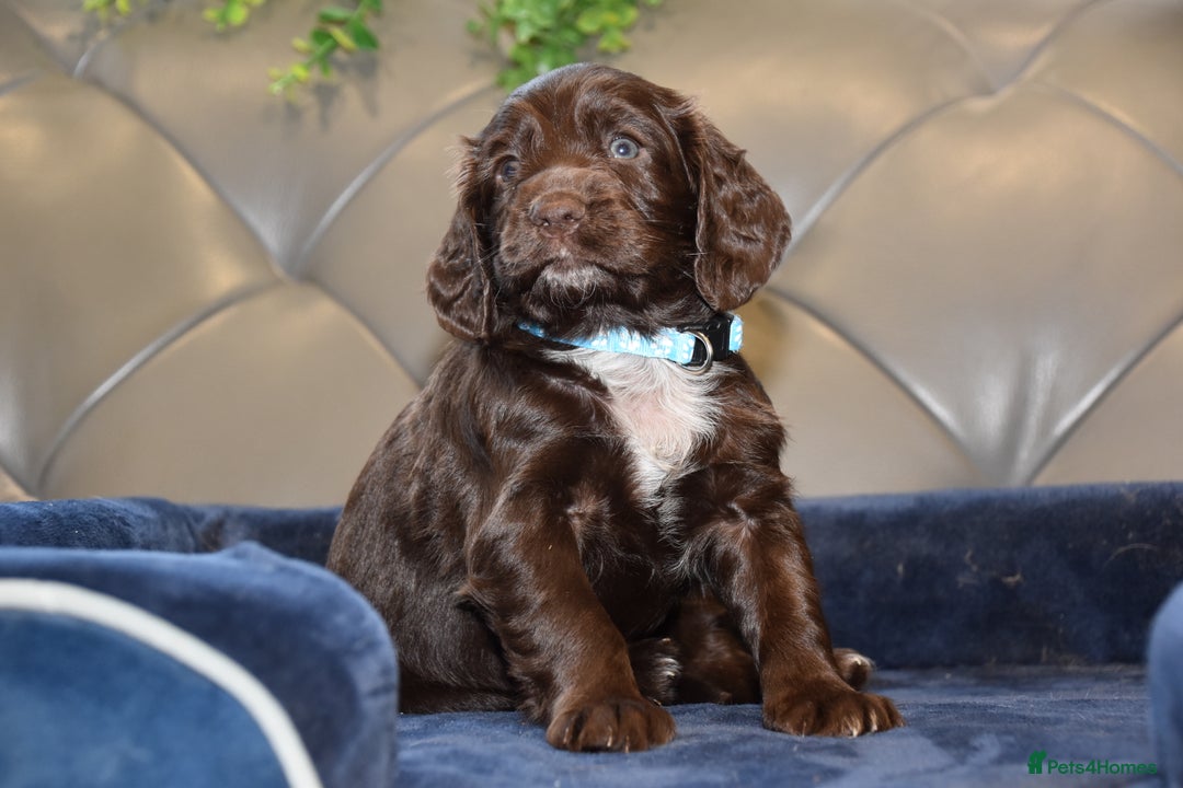 Cocker Spaniel dogs for sale: Kc Reg Health Tested Cocker Spaniel Puppies - Advert 26
