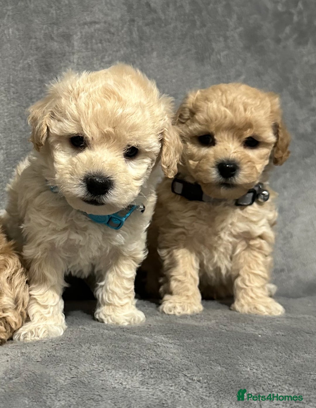 Maltipoo dogs for sale: Gorgeous F1 Toy Maltipoo Puppies  - Advert 22