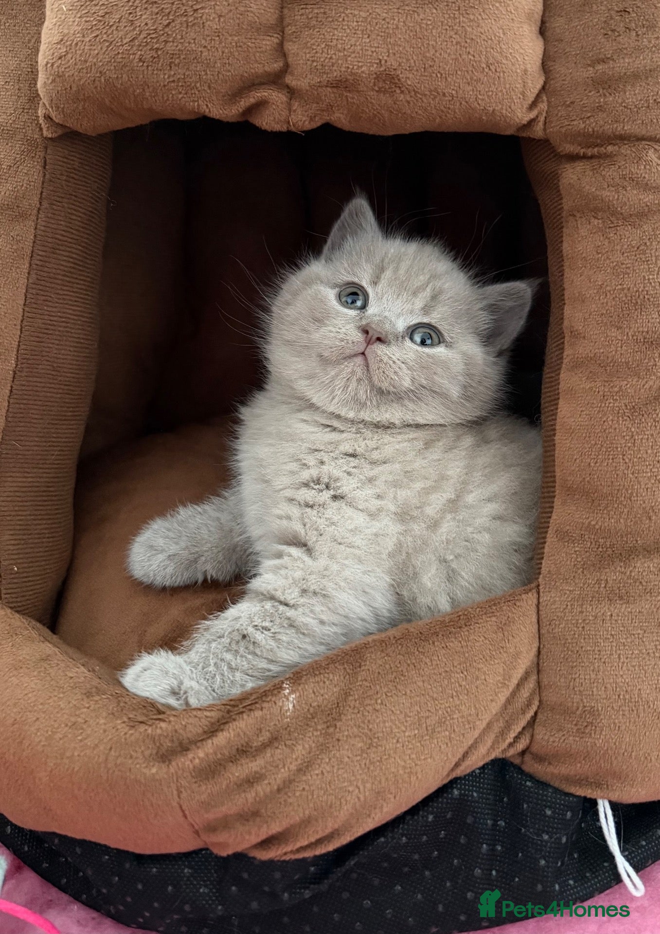 British Shorthair cats 🏆Exceptional GCCF Registered BSH Kittens🏆 - Advert 1