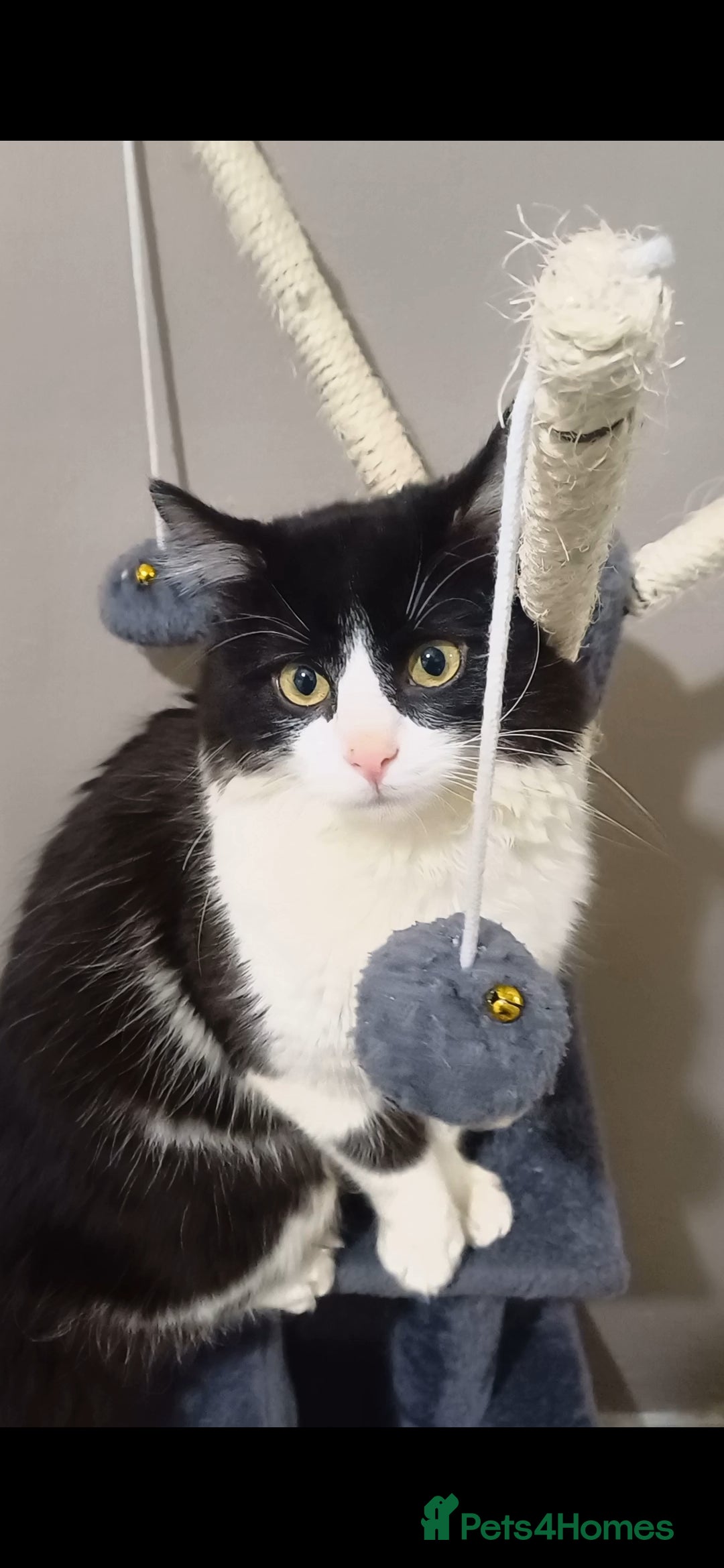 Mixed Breed cats Cat for sale  - Advert 13