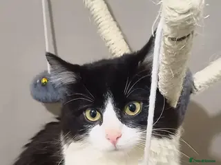 Mixed Breed cats Cat for sale - Advert 13