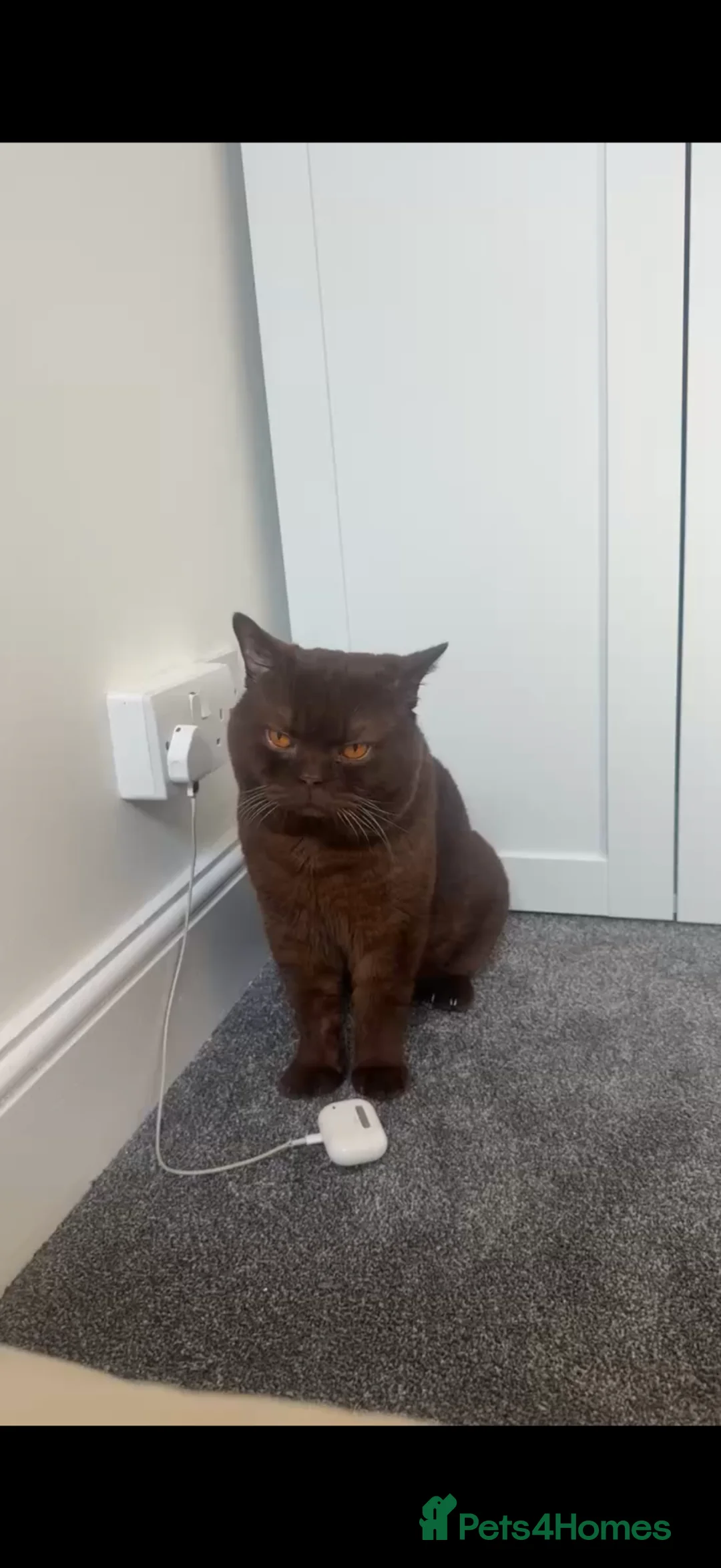British Shorthair cats for stud: Pedigree GCCF Championship Chocolate BSH Stud - Advert 2