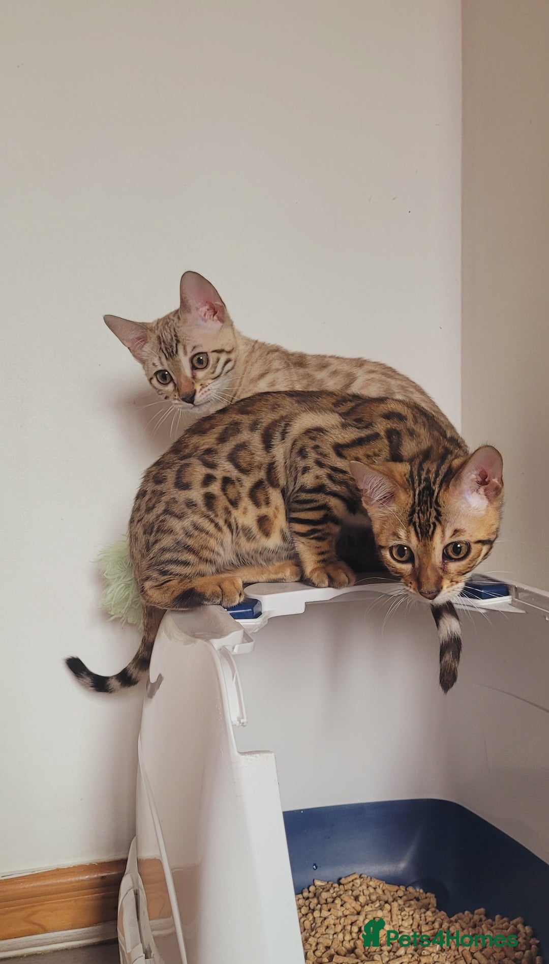Bengal cats for sale: Bengal kittens (Tica registered) 2 boys left - Image 26