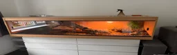 Boa Snake reptiles for sale: Male boa constrictor and 6ft enclosure in Sutton Coldfield - Advert 6