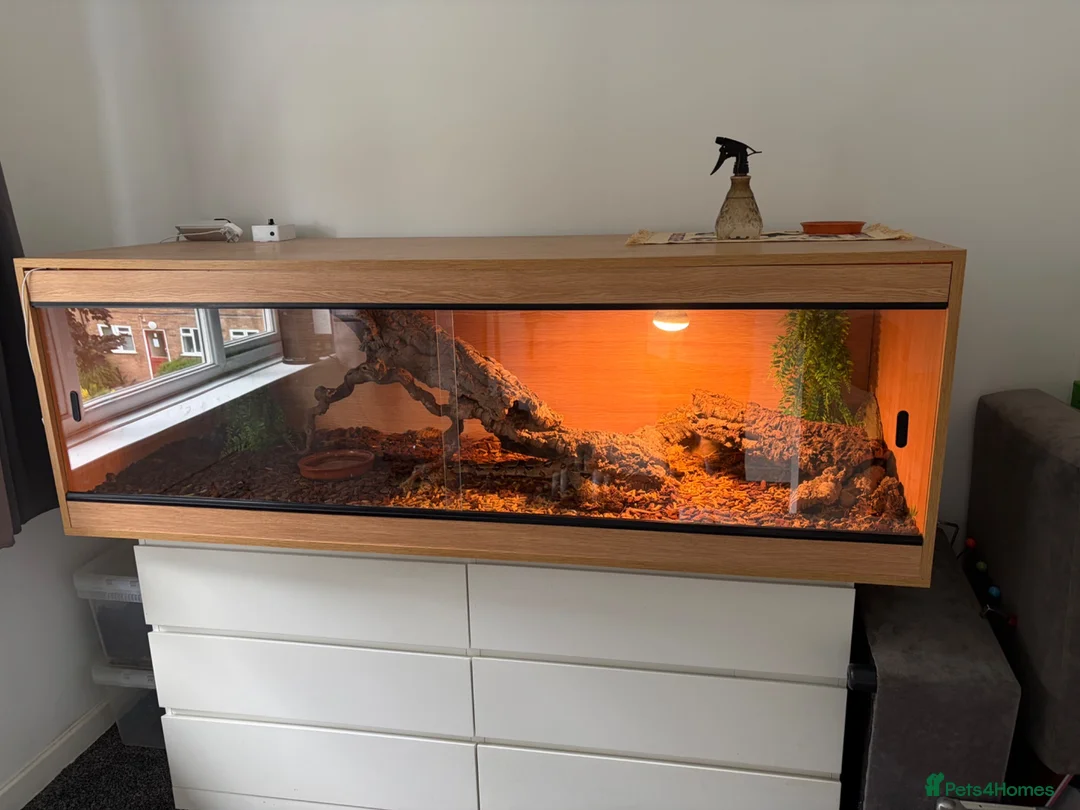 Boa Snake reptiles for sale: Male boa constrictor and 6ft enclosure in Sutton Coldfield - Advert 6