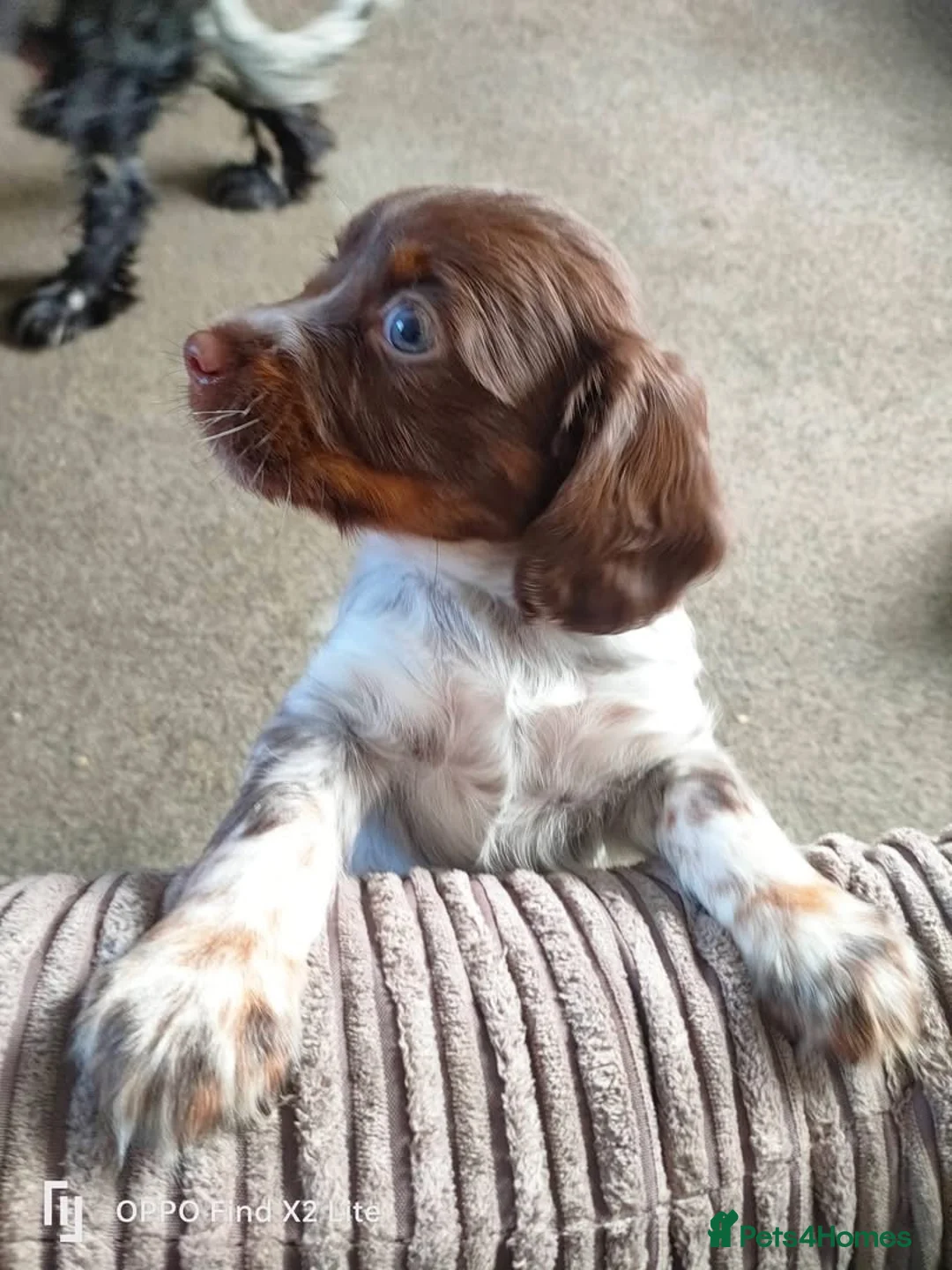 Cocker Spaniel dogs for sale: 7 month old female cocker spaniel  - Advert 5