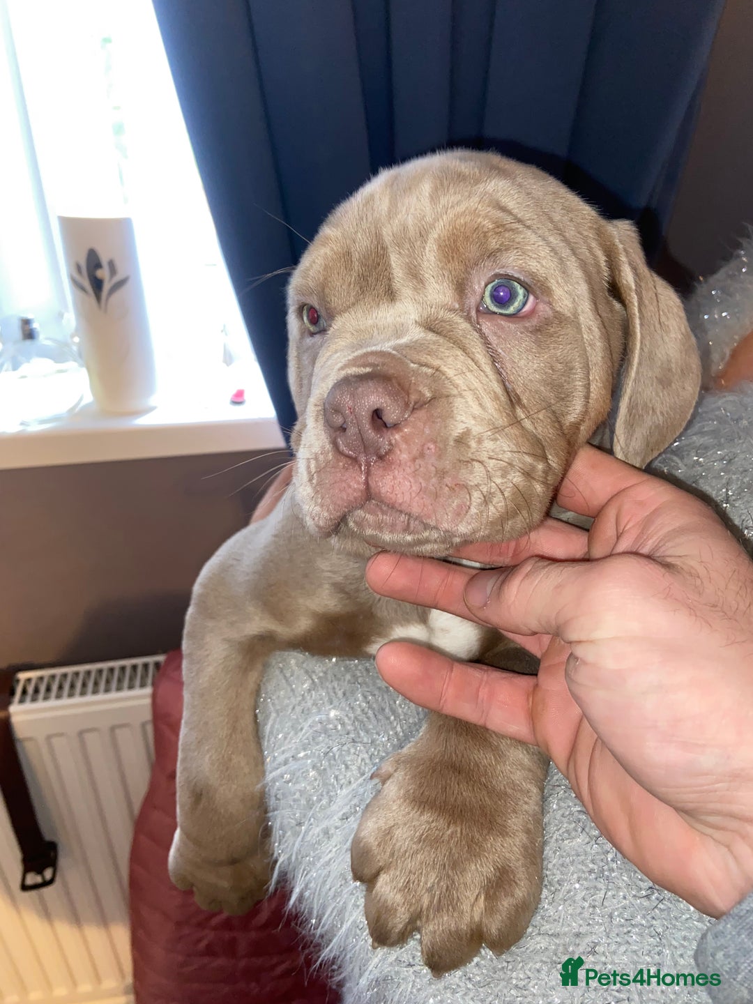 Olde English Bulldogge dogs for sale: Olde English bulldog puppies ready to leave  - Advert 6