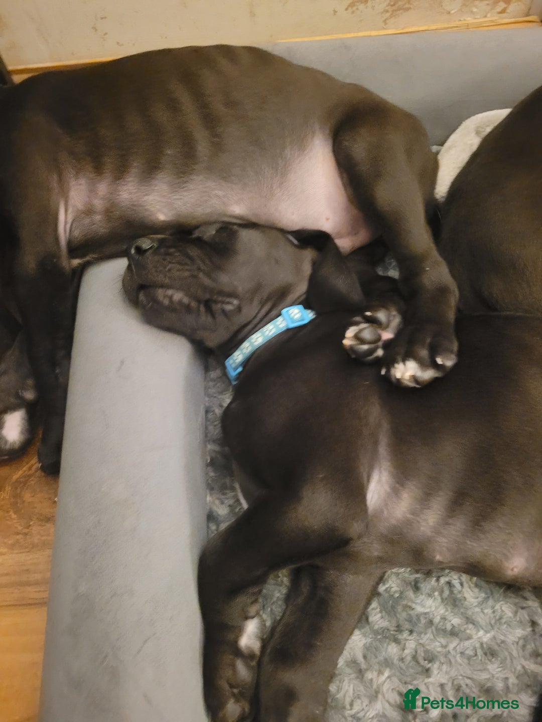 Great Dane dogs for sale: Only 2 beautiful Great Dane girls left. Ready now - Advert 13