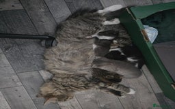 Domestic Shorthair cats for sale: Kittens - Image 7