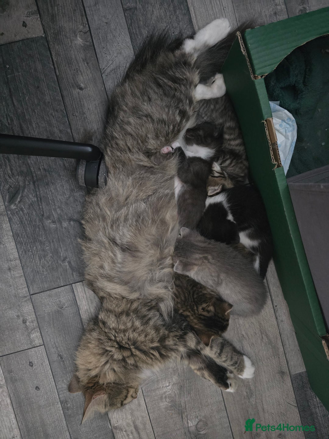 Domestic Shorthair cats for sale: Kittens - Image 7