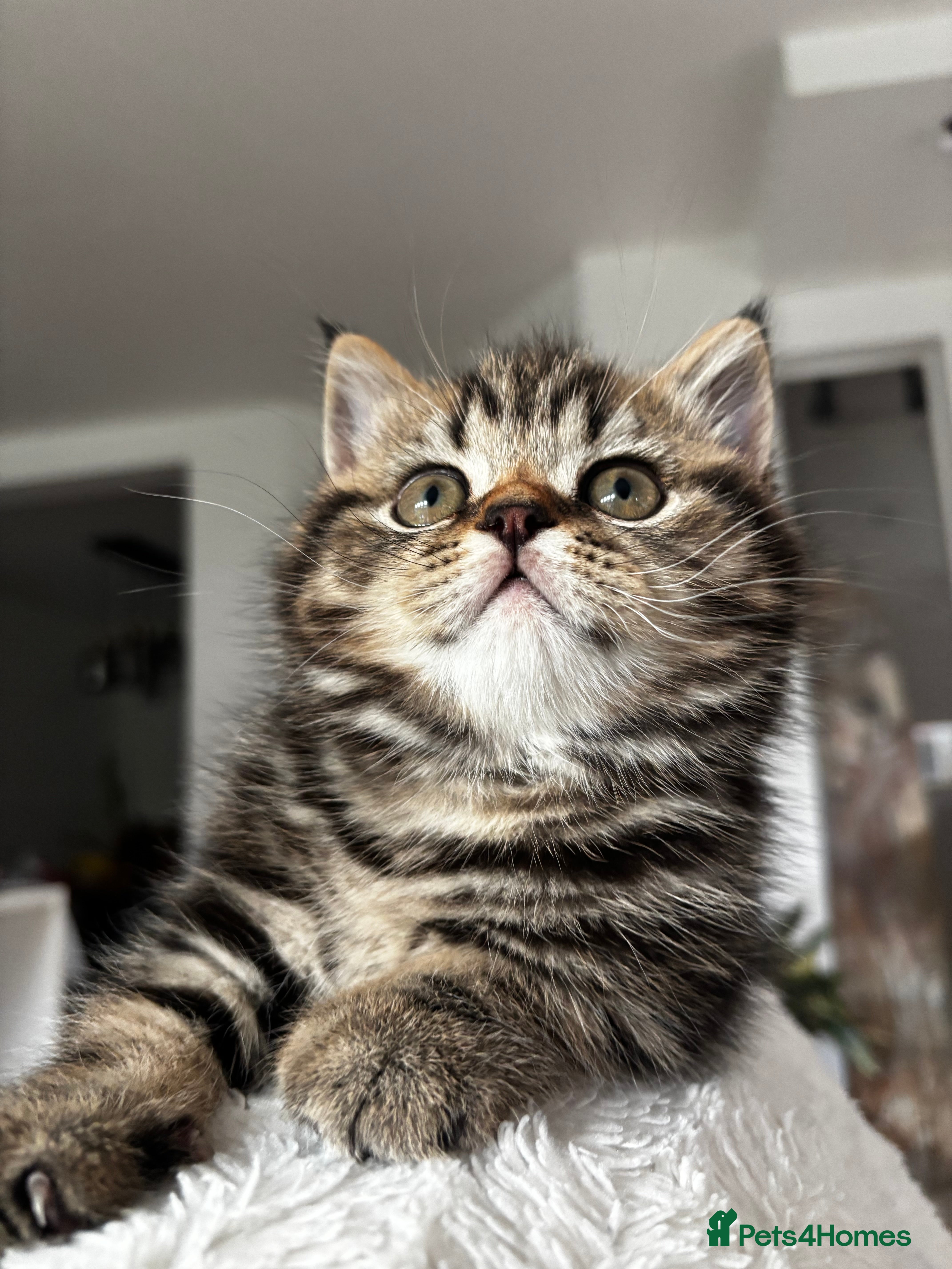 British Shorthair cats Sunning BSH kittens- ready from 22nd of December   - Advert 9