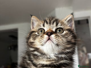 British Shorthair cats Sunning BSH kittens- ready from 22nd of December - Advert 10