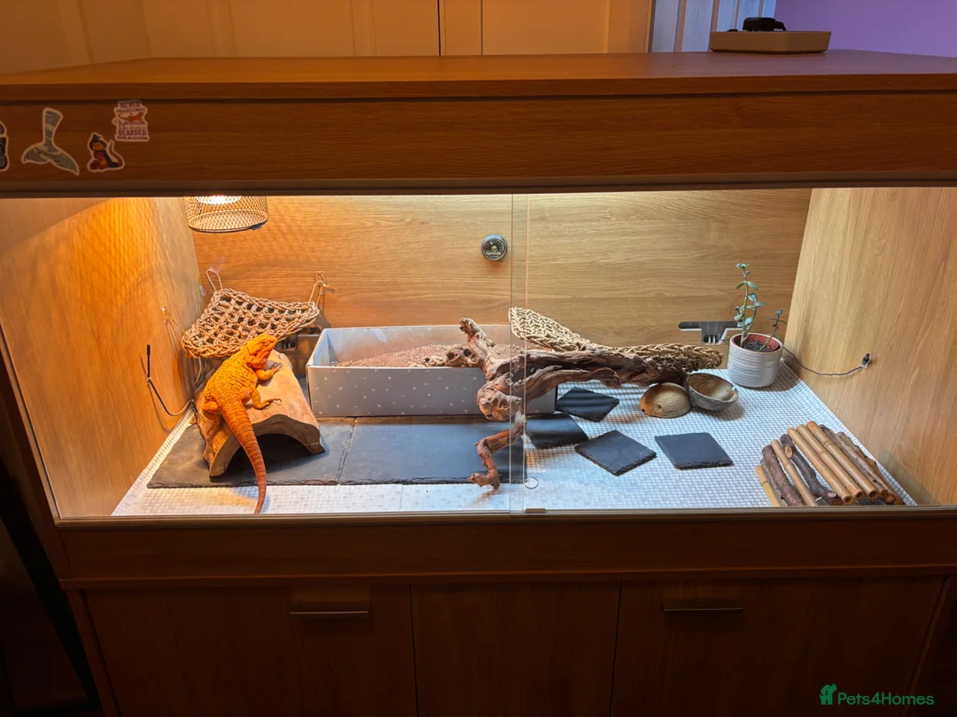 Bearded Dragon reptiles for sale: 4 Year Old Bearded Dragon + Full Setup in Crawley - Advert 3