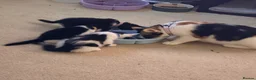 Mixed Breed cats for sale: 5 black and white kittens  - Advert 3