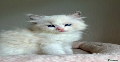 Ragdoll cats - Advert 10