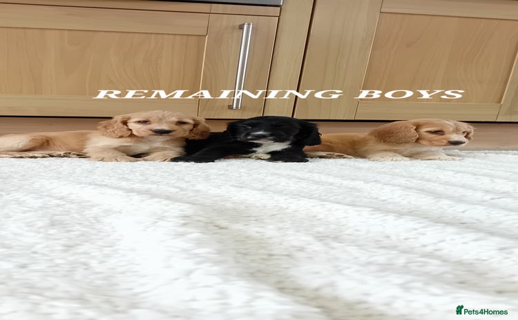 Cocker Spaniel dogs - Advert 8