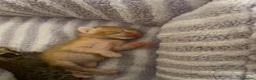 Oriental cats for sale: Oriental x Bengal kittens (Serengeti) in Chelmsford - Advert 4