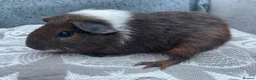 Guinea Pig rodents for sale: Mixed breed, Female (Sisters) Guinea Pigs - Advert 2