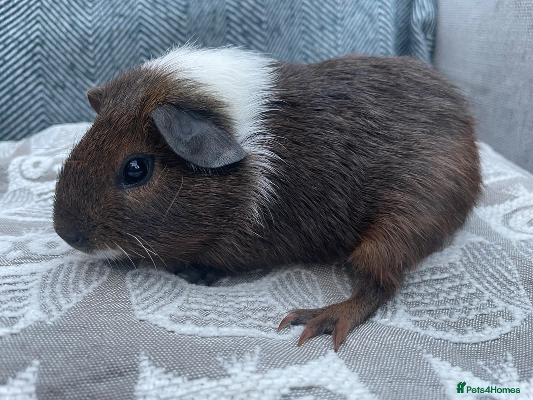 Guinea Pig rodents for sale: Mixed breed, Female (Sisters) Guinea Pigs - Advert 2