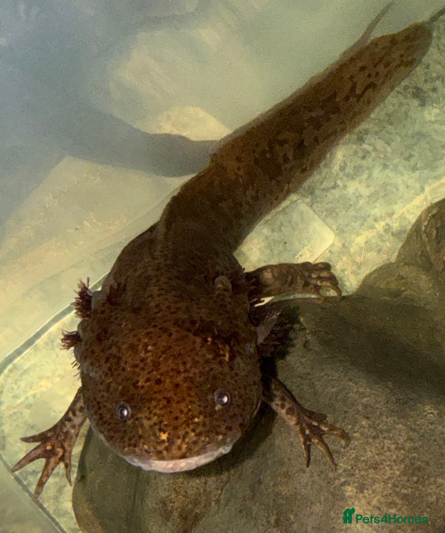 Axolotl reptiles for sale: 2 6 year old axolotls and tank available  in Looe - Advert 2