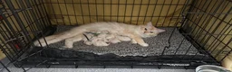 Ragdoll cats for sale: 5 Fluffy PureBred Ragdolls  - Advert 2