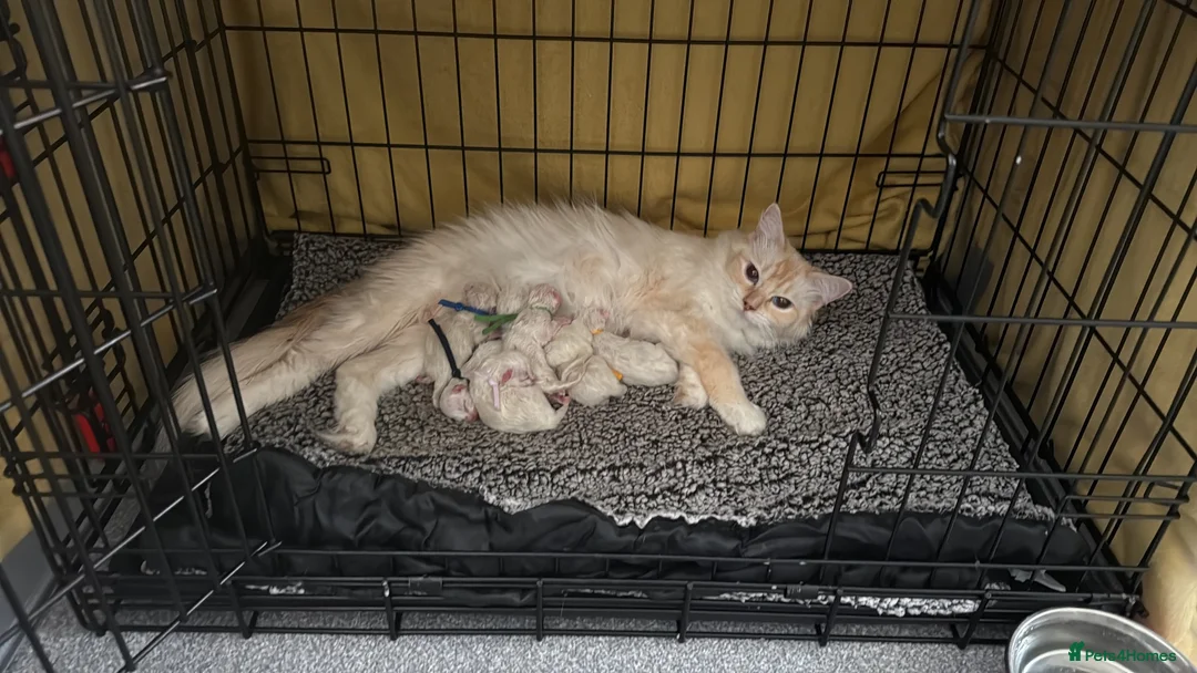 Ragdoll cats for sale: 5 Fluffy PureBred Ragdolls  - Advert 2
