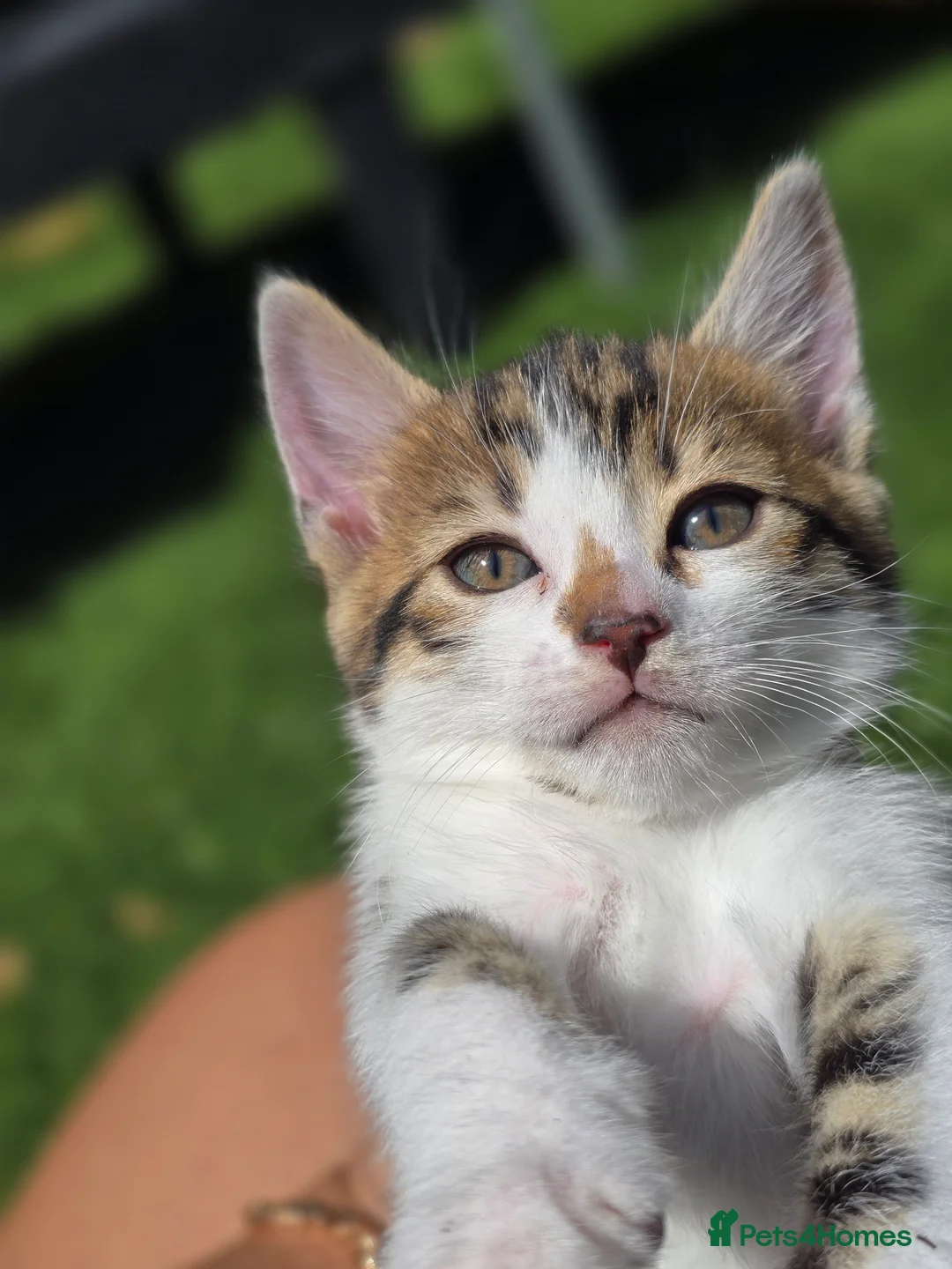 Bengal cats for sale: Bengal cross tabby Ready now in Croydon - Advert 13