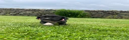 Mixed Breed dogs for sale: Sprollie pups for sale! - Advert 9