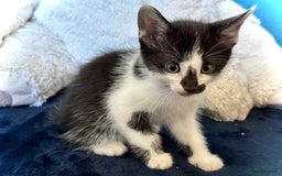 Mixed Breed cats for sale: Beautiful siamese mix kittens - Image 11